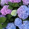 amy_d256